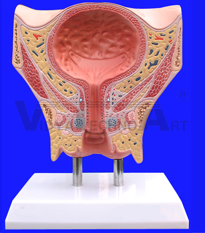 Female urinary bladder model